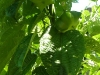  Integrated Pest Management